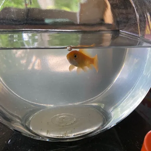*･゜ﾟ･*:.｡..｡.:*･'(*ﾟ▽ﾟ*)'･*:.｡. .｡.:*･゜ﾟ･* 로고