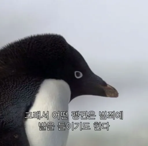 황제펭귄 둥지 로고